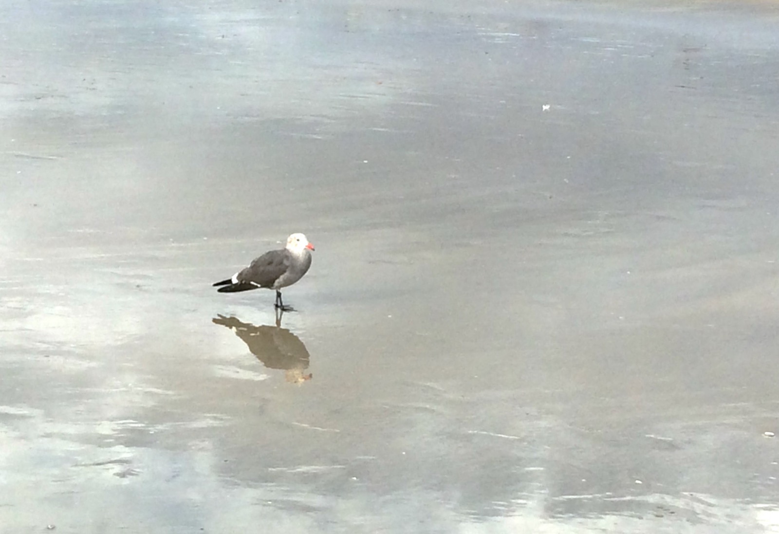 Seagull on a reflective Whidbey Island beach